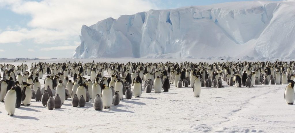 Que Hacen Los Pinguinos En Invierno